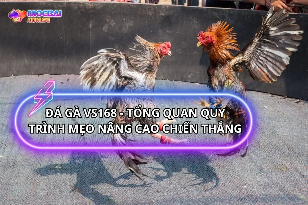 Đá Gà VS168